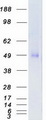 TGFBR1 / ALK5 Protein - Purified recombinant protein TGFBR1 was analyzed by SDS-PAGE gel and Coomassie Blue Staining