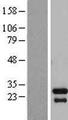 TGIF2LX Protein - Western validation with an anti-DDK antibody * L: Control HEK293 lysate R: Over-expression lysate