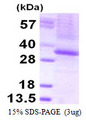THAP1 Protein