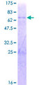 THAP10 Protein - 12.5% SDS-PAGE of human THAP10 stained with Coomassie Blue