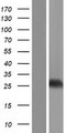 THAP4 Protein - Western validation with an anti-DDK antibody * L: Control HEK293 lysate R: Over-expression lysate