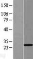 THAP6 Protein - Western validation with an anti-DDK antibody * L: Control HEK293 lysate R: Over-expression lysate