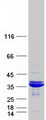 THG1L Protein - Purified recombinant protein THG1L was analyzed by SDS-PAGE gel and Coomassie Blue Staining