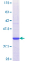 THOP1 / Thimet Oligopeptidase Protein - 12.5% SDS-PAGE Stained with Coomassie Blue.