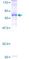 THUMPD1 Protein - 12.5% SDS-PAGE of human THUMPD1 stained with Coomassie Blue