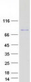 TIGD4 Protein - Purified recombinant protein TIGD4 was analyzed by SDS-PAGE gel and Coomassie Blue Staining