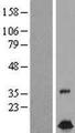 TIMM10B / FXC1 Protein - Western validation with an anti-DDK antibody * L: Control HEK293 lysate R: Over-expression lysate