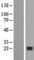 TIMM22 Protein - Western validation with an anti-DDK antibody * L: Control HEK293 lysate R: Over-expression lysate