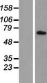 TIMM44 / TIM44 Protein - Western validation with an anti-DDK antibody * L: Control HEK293 lysate R: Over-expression lysate