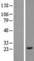 TIPRL / TIP Protein - Western validation with an anti-DDK antibody * L: Control HEK293 lysate R: Over-expression lysate