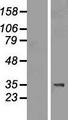 TIPRL / TIP Protein - Western validation with an anti-DDK antibody * L: Control HEK293 lysate R: Over-expression lysate