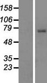 TIRC7 / TCIRG1 Protein - Western validation with an anti-DDK antibody * L: Control HEK293 lysate R: Over-expression lysate