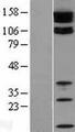 TJP2 / ZO2 / ZO-2 Protein - Western validation with an anti-DDK antibody * L: Control HEK293 lysate R: Over-expression lysate