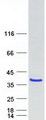 TLDC2 / C20orf118 Protein - Purified recombinant protein TLDC2 was analyzed by SDS-PAGE gel and Coomassie Blue Staining