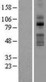 TLK2 Protein - Western validation with an anti-DDK antibody * L: Control HEK293 lysate R: Over-expression lysate