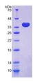 TLN2 / Talin 2 Protein - Recombinant  Talin 2 By SDS-PAGE