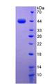TLR9 Protein - Recombinant Toll Like Receptor 9 By SDS-PAGE