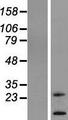 TM4SF20 Protein - Western validation with an anti-DDK antibody * L: Control HEK293 lysate R: Over-expression lysate