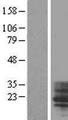 TM4SF4 Protein - Western validation with an anti-DDK antibody * L: Control HEK293 lysate R: Over-expression lysate