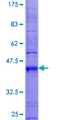 TM4SF4 Protein - 12.5% SDS-PAGE of human TM4SF4 stained with Coomassie Blue