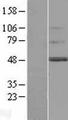 TMEM130 Protein - Western validation with an anti-DDK antibody * L: Control HEK293 lysate R: Over-expression lysate
