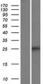 TMEM136 Protein - Western validation with an anti-DDK antibody * L: Control HEK293 lysate R: Over-expression lysate