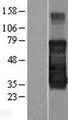 TMEM139 Protein - Western validation with an anti-DDK antibody * L: Control HEK293 lysate R: Over-expression lysate