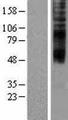 TMEM144 Protein - Western validation with an anti-DDK antibody * L: Control HEK293 lysate R: Over-expression lysate