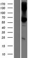 TMEM151B Protein - Western validation with an anti-DDK antibody * L: Control HEK293 lysate R: Over-expression lysate