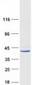 TMEM173 / STING Protein - Purified recombinant protein TMEM173 was analyzed by SDS-PAGE gel and Coomassie Blue Staining