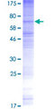 TMEM184B Protein - 12.5% SDS-PAGE of human TMEM184B stained with Coomassie Blue