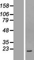 TMEM199 Protein - Western validation with an anti-DDK antibody * L: Control HEK293 lysate R: Over-expression lysate
