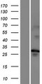 TMEM202 Protein - Western validation with an anti-DDK antibody * L: Control HEK293 lysate R: Over-expression lysate
