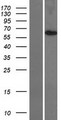 TMEM209 Protein - Western validation with an anti-DDK antibody * L: Control HEK293 lysate R: Over-expression lysate