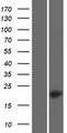 TMEM212 Protein - Western validation with an anti-DDK antibody * L: Control HEK293 lysate R: Over-expression lysate