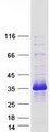TMEM221 Protein - Purified recombinant protein TMEM221 was analyzed by SDS-PAGE gel and Coomassie Blue Staining