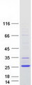 TMEM238 Protein - Purified recombinant protein TMEM238 was analyzed by SDS-PAGE gel and Coomassie Blue Staining