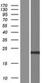TMEM240 / C1orf70 Protein - Western validation with an anti-DDK antibody * L: Control HEK293 lysate R: Over-expression lysate