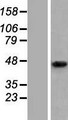 TMEM246 Protein - Western validation with an anti-DDK antibody * L: Control HEK293 lysate R: Over-expression lysate