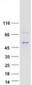 TMEM246 Protein - Purified recombinant protein TMEM246 was analyzed by SDS-PAGE gel and Coomassie Blue Staining