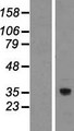 TMEM248 / c7orf42 Protein - Western validation with an anti-DDK antibody * L: Control HEK293 lysate R: Over-expression lysate