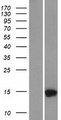 TMEM256 / C17orf61 Protein - Western validation with an anti-DDK antibody * L: Control HEK293 lysate R: Over-expression lysate