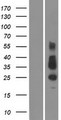 TMEM26 Protein - Western validation with an anti-DDK antibody * L: Control HEK293 lysate R: Over-expression lysate