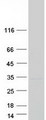 TMEM41B Protein - Purified recombinant protein TMEM41B was analyzed by SDS-PAGE gel and Coomassie Blue Staining