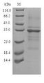 TMEM59 Protein - (Tris-Glycine gel) Discontinuous SDS-PAGE (reduced) with 5% enrichment gel and 15% separation gel.