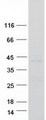 TMEM59 Protein - Purified recombinant protein TMEM59 was analyzed by SDS-PAGE gel and Coomassie Blue Staining