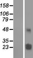 TMEM61 Protein - Western validation with an anti-DDK antibody * L: Control HEK293 lysate R: Over-expression lysate