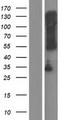 TMEM72 Protein - Western validation with an anti-DDK antibody * L: Control HEK293 lysate R: Over-expression lysate