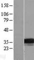 TMEM74 Protein - Western validation with an anti-DDK antibody * L: Control HEK293 lysate R: Over-expression lysate
