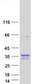 TMEM74B / C20orf46 Protein - Purified recombinant protein TMEM74B was analyzed by SDS-PAGE gel and Coomassie Blue Staining